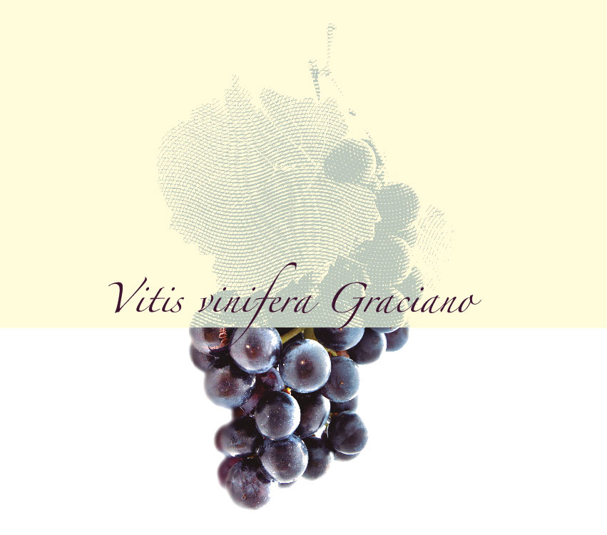 Imagen uva graciano