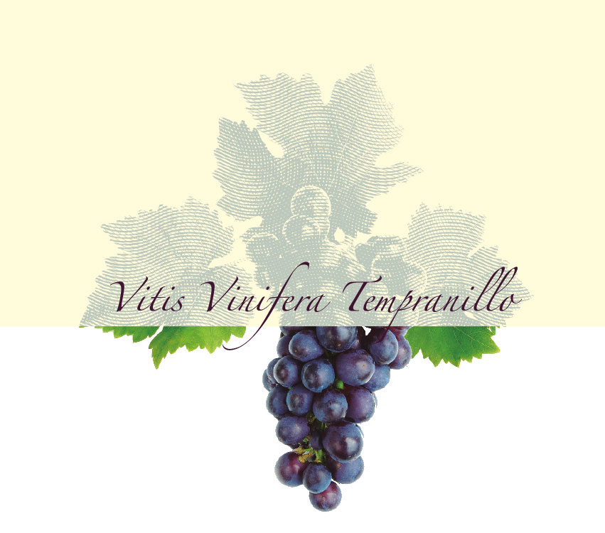 Imagen uva tempranillo